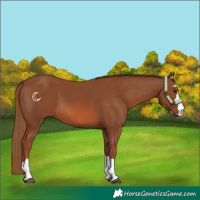 Horse Color:Chestnut 