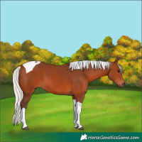 Horse Color:Silver Brown Tobiano 