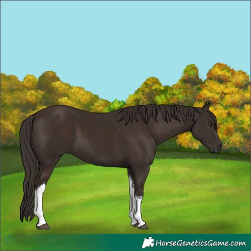 Horse Color:Liver Chestnut Tobiano