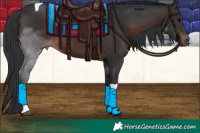 Horse Color:Brown Tobiano 