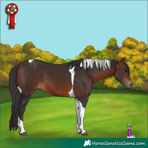 Horse Color:Bay Tobiano