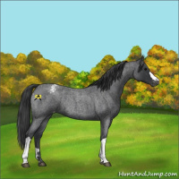 Horse Color:Blue Roan Appaloosa Rabicano 