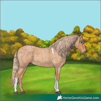 Horse Color:Red Roan Tobiano 