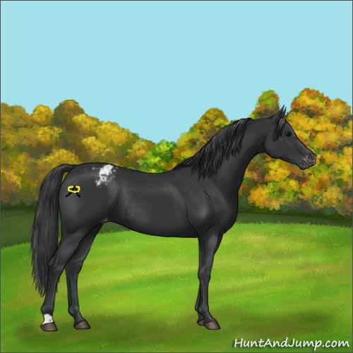 Horse Color:Black Appaloosa Rabicano 