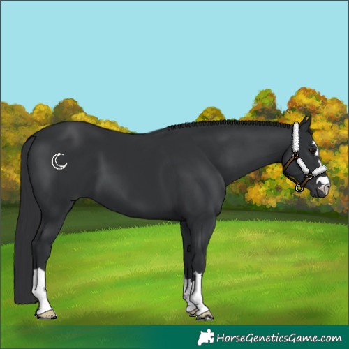 Horse Color:Black 
