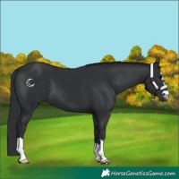 Horse Color:Black 