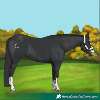 Horse Color:Black 