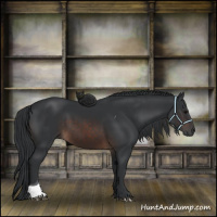 Horse Color:Brown Tobiano 