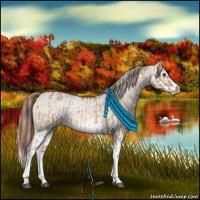 Horse Color:Red Dun Appaloosa  and Red Dun Splash Appaloosa 