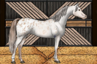 Horse Color:Red Dun Appaloosa  and Red Dun Appaloosa 
