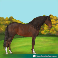 Horse Color:Liver Chestnut