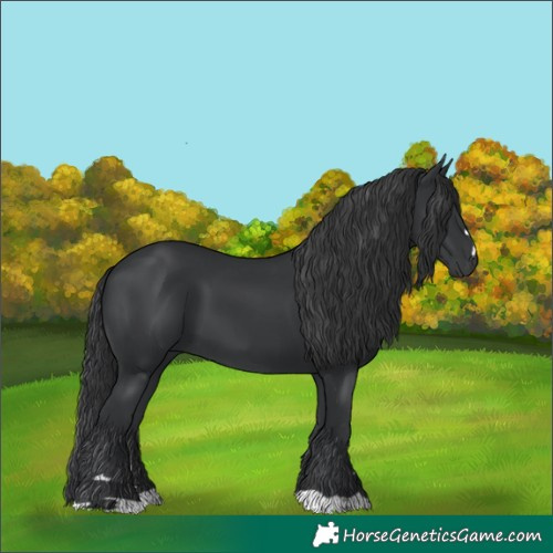Horse Color:Black 
