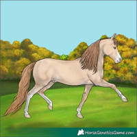 Horse Color:Gold Champagne Dun Sabino