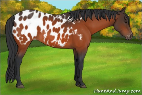 Horse Color:Bay Appaloosa 