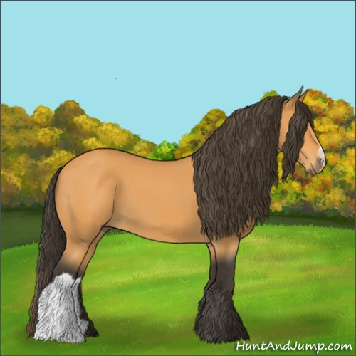 Horse Color:Buckskin 