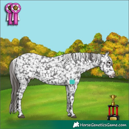 Horse Color:Smoky Black Tobiano Appaloosa 