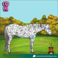 Horse Color:Smoky Black Tobiano Appaloosa 