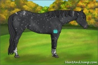 Horse Color:Black Tobiano Appaloosa