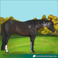 Horse Color:Brown Tobiano 