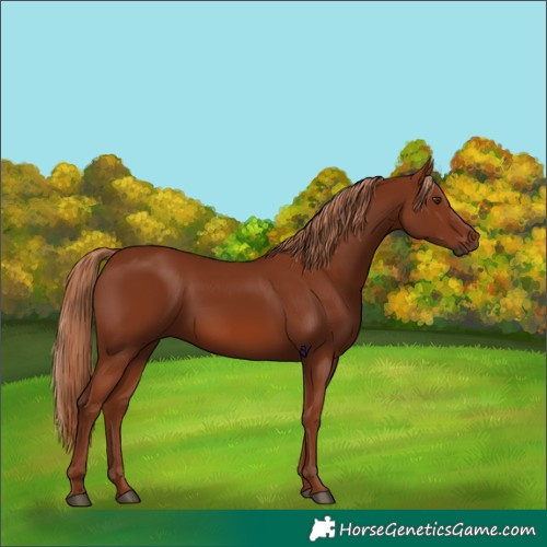 Horse Color:Chestnut 