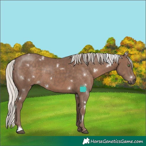 Horse Color:White Spotted Silver Black 