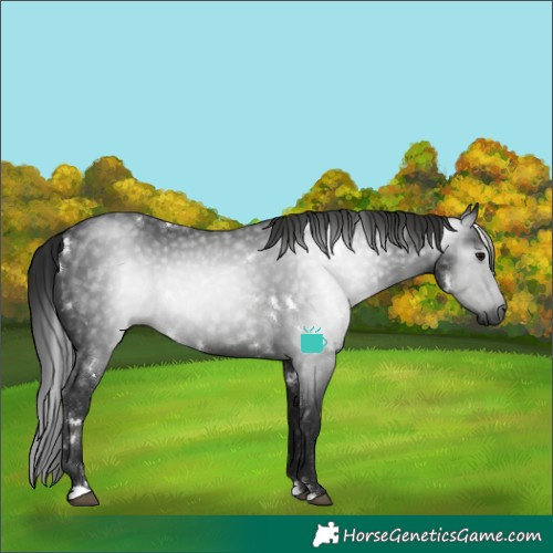 Horse Color:Gray White Spotted Black 