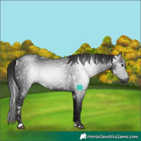 Horse Color:Gray White Spotted Black 