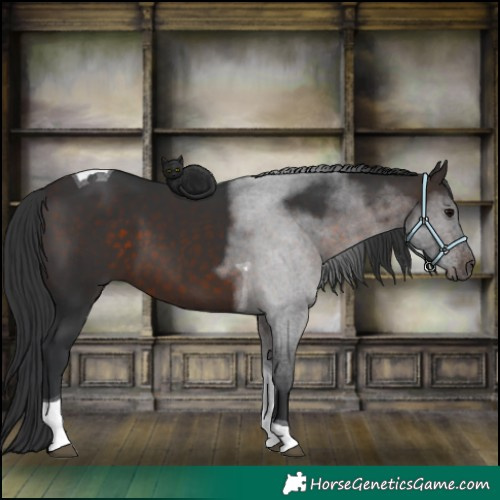 Horse Color:Brown Tobiano 