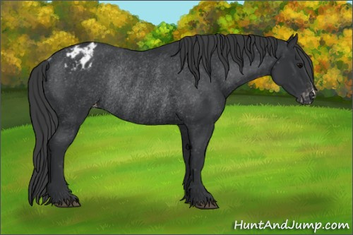 Horse Color:Black Blanket Rabicano 