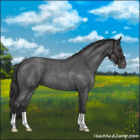 Horse Color:Blue Roan Varnish 