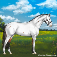 Horse Color:Bay Roan Appaloosa 