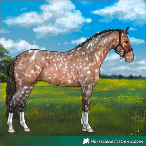 Horse Color:Bay Roan Appaloosa