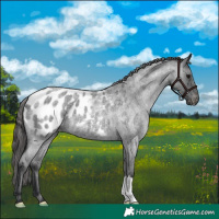 Horse Color:Blue Roan Appaloosa 