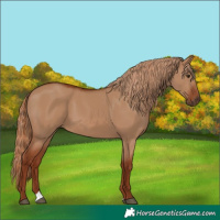 Horse Color:Red Dun 