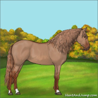 Horse Color:Red Dun