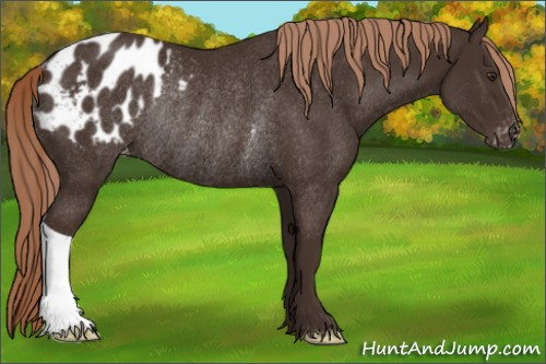 Horse Color:Liver Chestnut Appaloosa Rabicano 