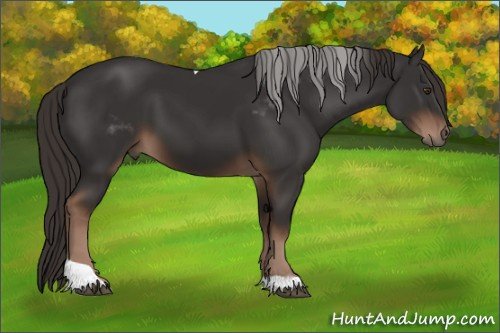 Horse Color:Liver Chestnut Tobiano