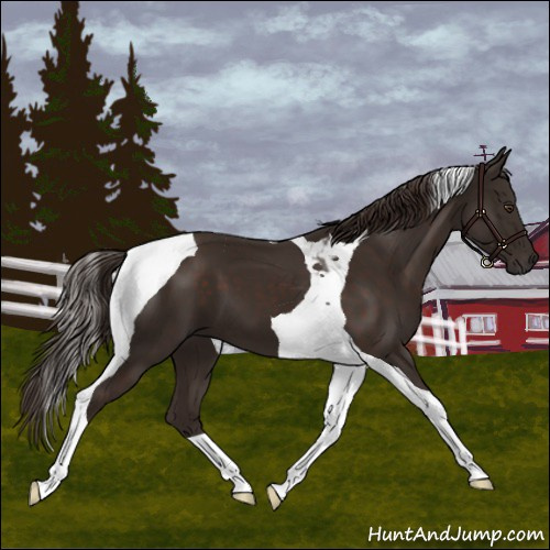 Horse Color:Liver Chestnut Tobiano 