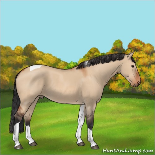 Horse Color:Bay Dun Sabino Tobiano 