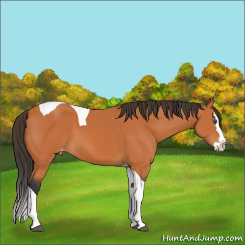 Horse Color:Bay Splash Tobiano Appaloosa 