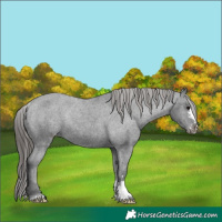 Horse Color:Black Appaloosa Rabicano 