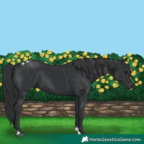 Horse Color:Black Tobiano 