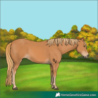Horse Color:Chestnut 
