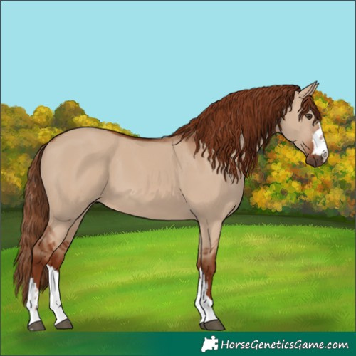 Horse Color:Red Dun 