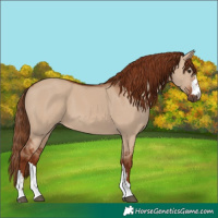 Horse Color:Red Dun 