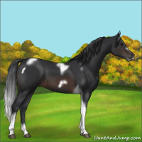 Horse Color:Brown Tobiano Frame 