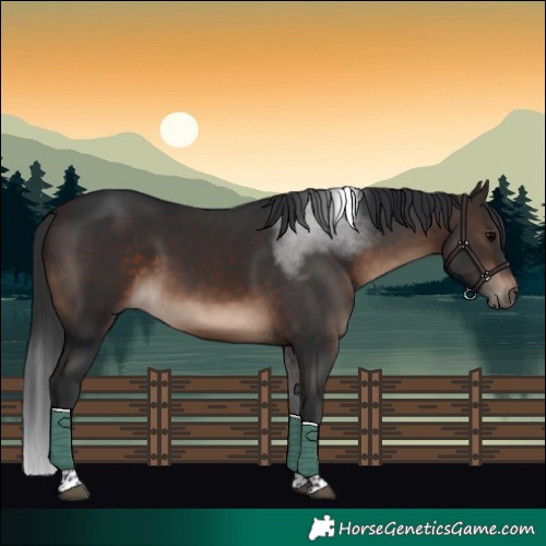 Horse Color:Brown Tobiano