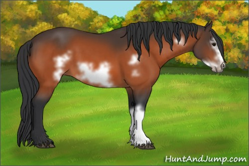 Horse Color:Bay Frame 