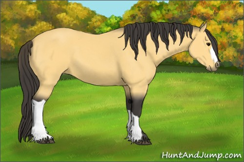 Horse Color:Buckskin 