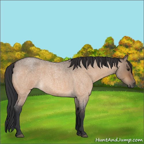 Horse Color:Bay Roan Dun 